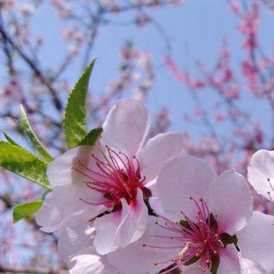 皇冠新体育app下载手机版